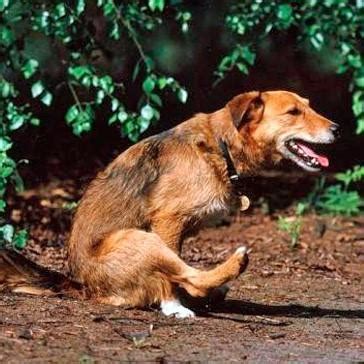 cachorro lambendo cu|Meu cachorro esfrega o bumbum no chão